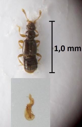 Réf. 224 965 : Bibloplectus pusillus